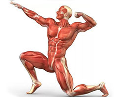 какая мышца в нашем теле самая сильная
