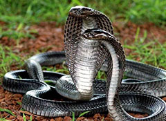 опасен ли для змеи её собственный яд