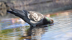 почему голуби пьют воду не запрокидывая голову