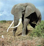 сколько слон весит